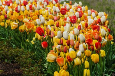 Güzel kırmızı, sarı, beyaz laleler. Şehrin süsü olarak lalelerden bir çiçek tarlası.