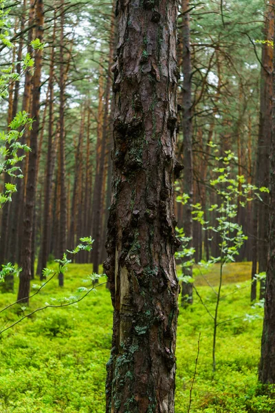 Baharda Yeşil Yaban Mersini Yaprakları Bir Çam Ormanının Ortasında — Stok fotoğraf