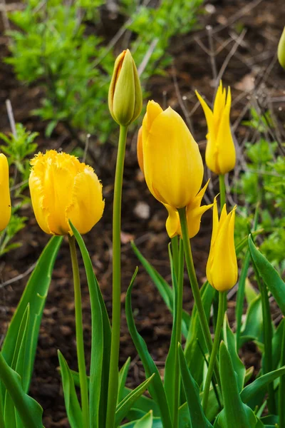 Beautiful Yellow Tulips Different Shapes Flowerbed — Stock Photo, Image