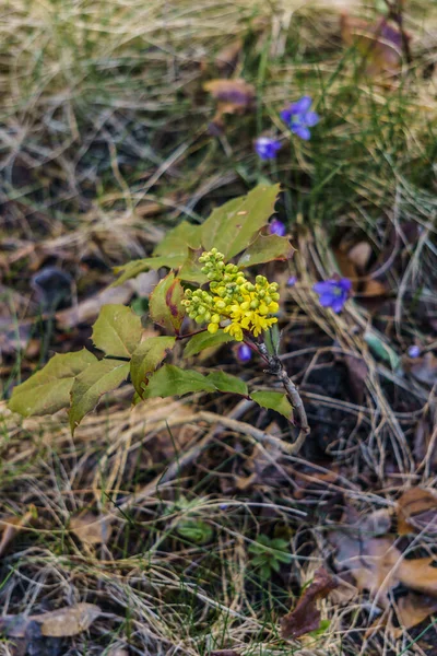 Ramo Oregon Uva Com Botões Amarelos Início Primavera — Fotografia de Stock