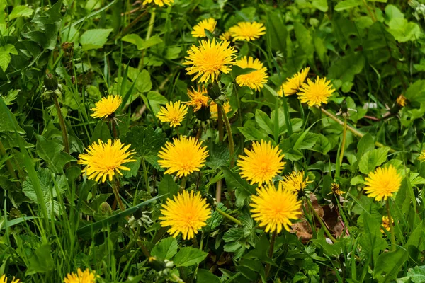 Fluffy Gele Paardebloemen Tussen Het Gras Een Groene Weide — Stockfoto