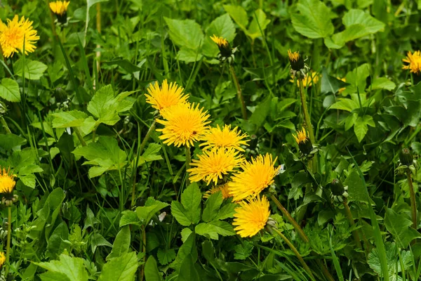 Fluffy Gele Paardebloemen Tussen Het Gras Een Groene Weide — Stockfoto