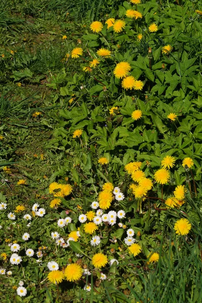 Flauschige Gelbe Löwenzahne Gras Auf Einer Grünen Wiese — Stockfoto