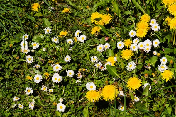 Flauschige Gelbe Löwenzahne Gras Auf Einer Grünen Wiese — Stockfoto