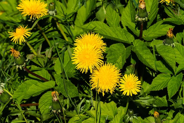 Fluffy Gele Paardebloemen Tussen Het Gras Een Groene Weide — Stockfoto