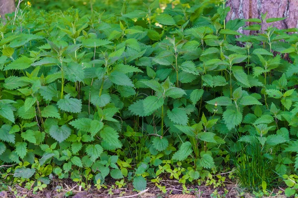 Thickets May Nettle Outskirts Forest Source Vitamins — Stock Photo, Image