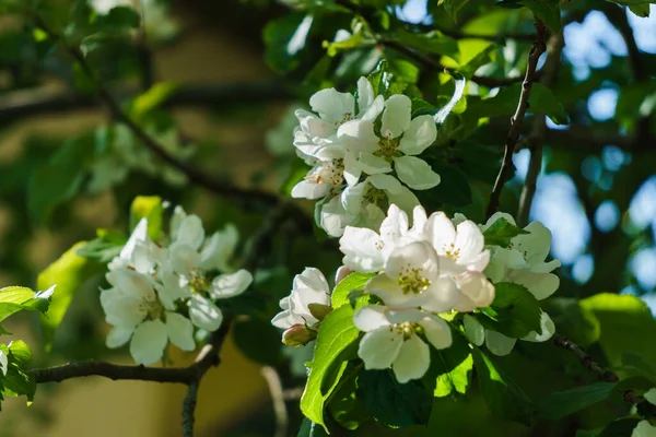 Vita Blommor Äppelträd Gren Trädgården — Stockfoto