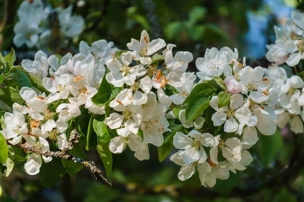 White Flowers Apple Tree Branch Garden — Stock Photo, Image