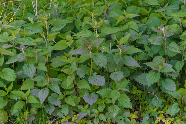 Thickets of May nettle on the outskirts of the forest, a source of vitamins — Stock Image Thickets May Nettle Outskirts Forest Source Vitamins Royalty Free Stock Photos