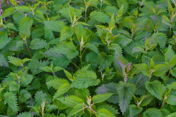 Thickets of May nettle on the outskirts of the forest, a source of vitamins — Stock Image Thickets May Nettle Outskirts Forest Source Vitamins Stock Image