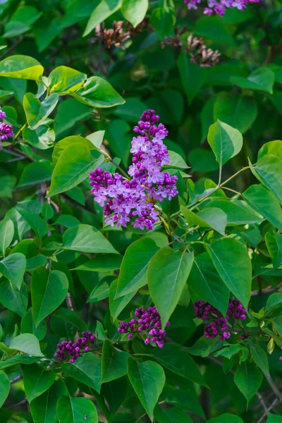 Bloeiende Lila Bloemen Een Groene Tak Het Voorjaar — Stockfoto