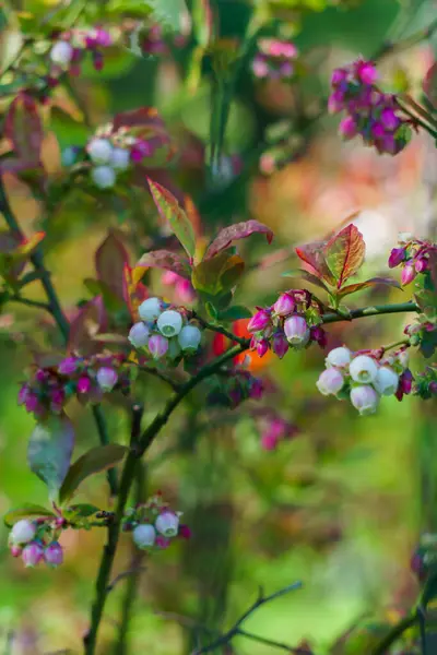 Bloeiende Tedere Wit Roze Bloemen Bush Tuin Bosbessen — Stockfoto