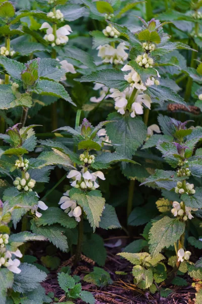 Thickets of white dead-nettles at the edge of the forest — Stock Image Thickets White Dead Nettles Edge Forest Royalty Free Stock Images