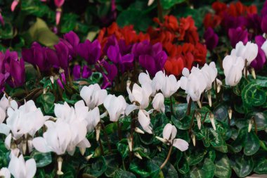 Bir seradaki saksılarda çok renkli siklamanlar.