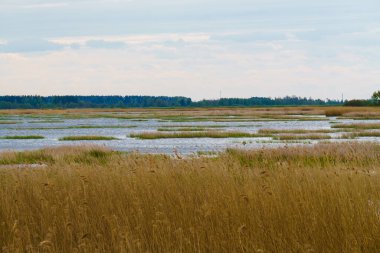 Mayıs 'ta bulutlu bir günde kamış kaplı bir göl