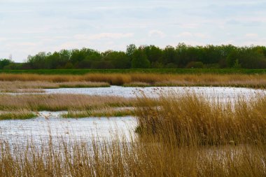 Mayıs 'ta bulutlu bir günde kamış kaplı bir göl