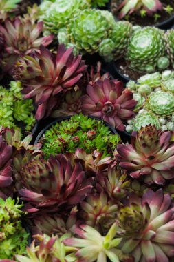 Marketteki saksılarda farklı dekoratif kaktüsler.