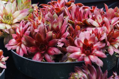 Marketteki saksılarda farklı dekoratif kaktüsler.