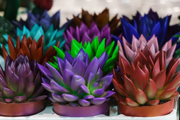 Different Decorative Cacti Flower Pots Market — Stock Photo, Image