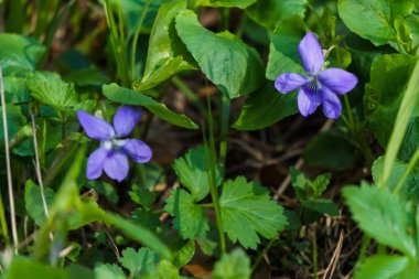 Bahar ormanındaki bir açıklıkta mor çiçekli orman menekşesi