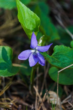Bahar ormanındaki bir açıklıkta mor çiçekli orman menekşesi