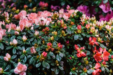 Güzel beyaz-pembe Rhododendron tomurcukları baharda bir parkta açılıyor.