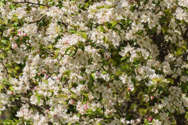 Bahçedeki bir dalda elma ağacının beyaz çiçekleri.