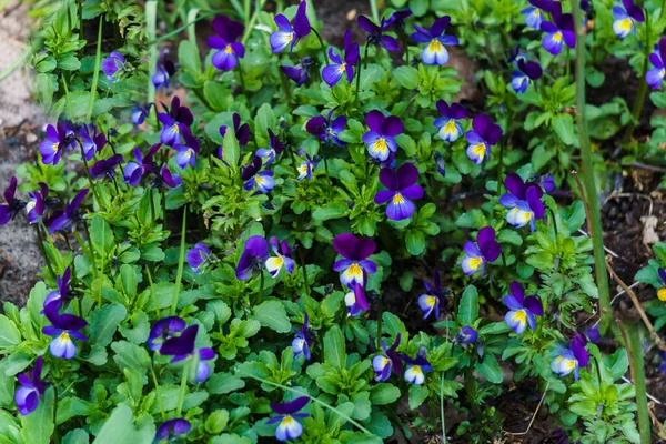 Vecchio Barile Legno Con Viole Colorate Che Fioriscono Esso — Foto Stock