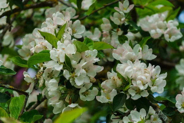 White Flowers Apple Tree Branch Garden — Stock Photo, Image