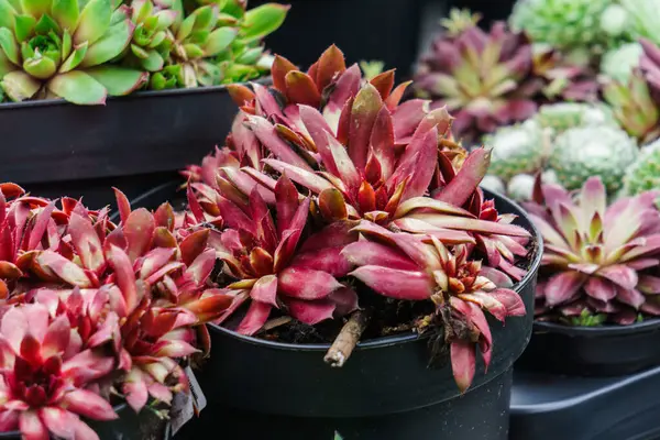 Different Decorative Cacti Flower Pots Market — Stock Photo, Image