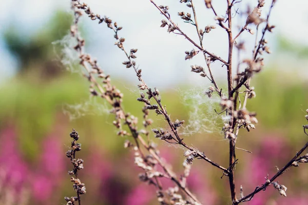 withered tree branch with buds and cobweb