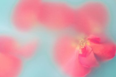 mavi bir arka plan üzerinde çiçek