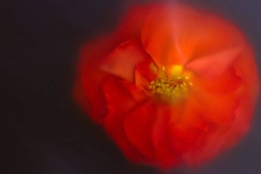 Siyah arkaplanda kırmızı gül