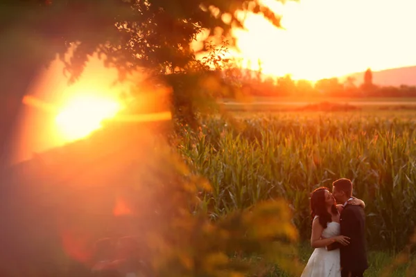 Bella coppia di sposi che si abbraccia vicino al campo di grano al tramonto — Foto Stock