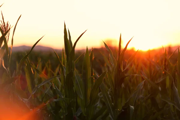 Campo de maíz al atardecer, enfoque selectivo —  Fotos de Stock