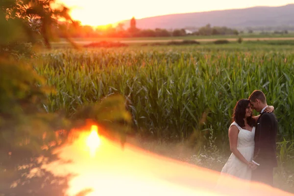 Beau couple nuptial embrassant près de champ de maïs — Photo
