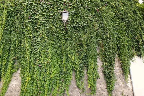 Green plant hanging on a wall