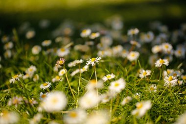 Papatya çiçekler, seçici odak