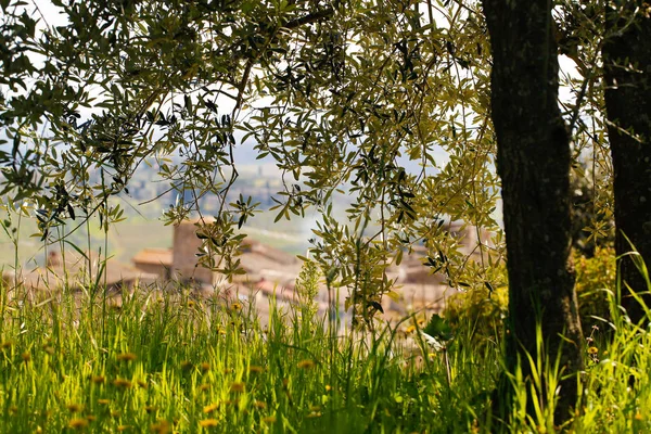 草とバック グラウンドで村の木 — ストック写真