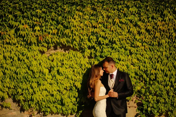 Noivo e noiva perto da parede coberta de folhas — Fotografia de Stock