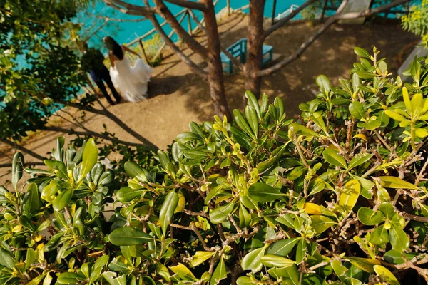 新郎と新婦の背景に地中海の茂みの詳細 — ストック写真