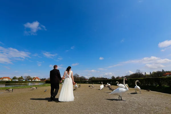 Bride and groom walking near swans — Stock Photo, Image