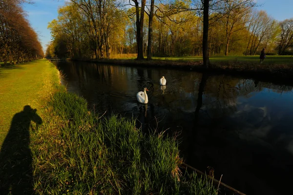 公園で川を白鳥します。 — ストック写真