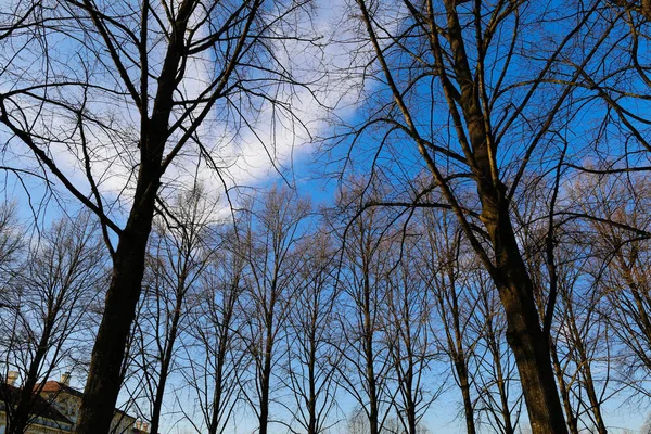 Piękny widok na niebo w parku — Zdjęcie stockowe