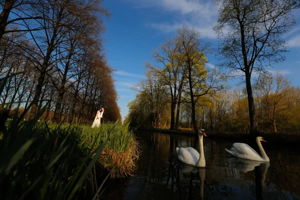 公園で新郎新婦に近い 2 つの白鳥の川 — ストック写真