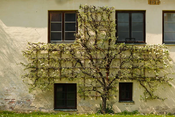 Decorazione di albero su una casa — Foto Stock