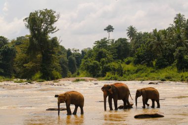 Panoramik filler su ile