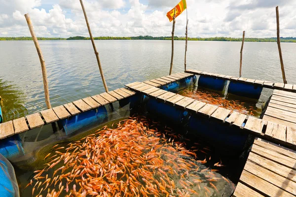 Basin with orange fish near the sea