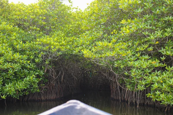 Barco entrando en un túnel hecho de árboles —  Fotos de Stock