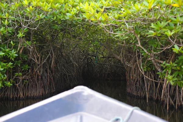 Barco entrando en un túnel hecho de árboles —  Fotos de Stock